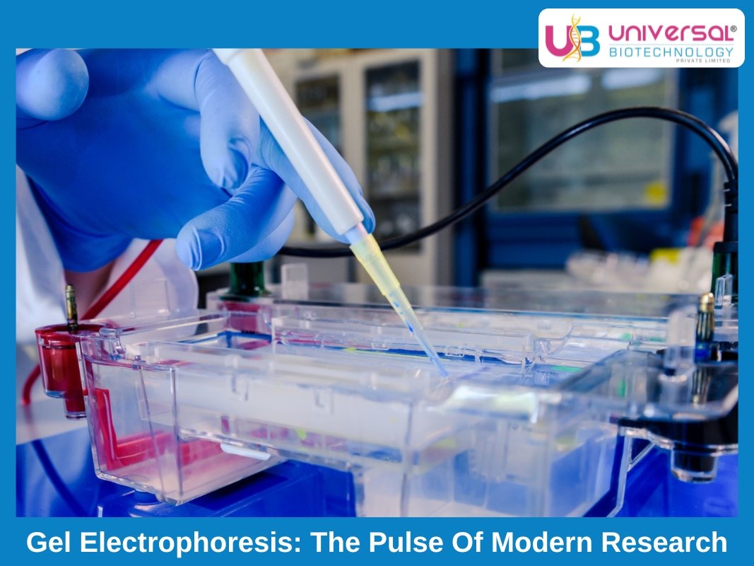 Gel Electrophoresis: The Pulse Of Modern Research