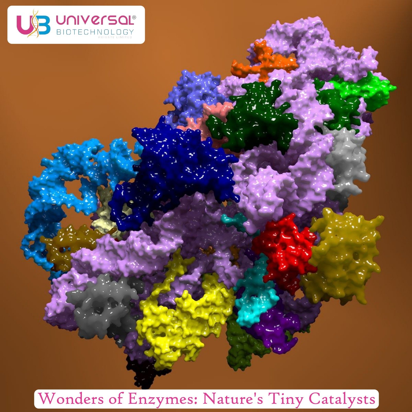 Wonders of Enzymes: Nature's Tiny Catalysts