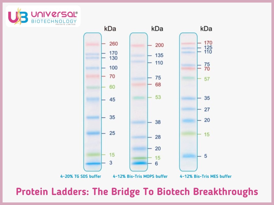 Protein Ladders: The Bridge to Biotech Breakthroughs