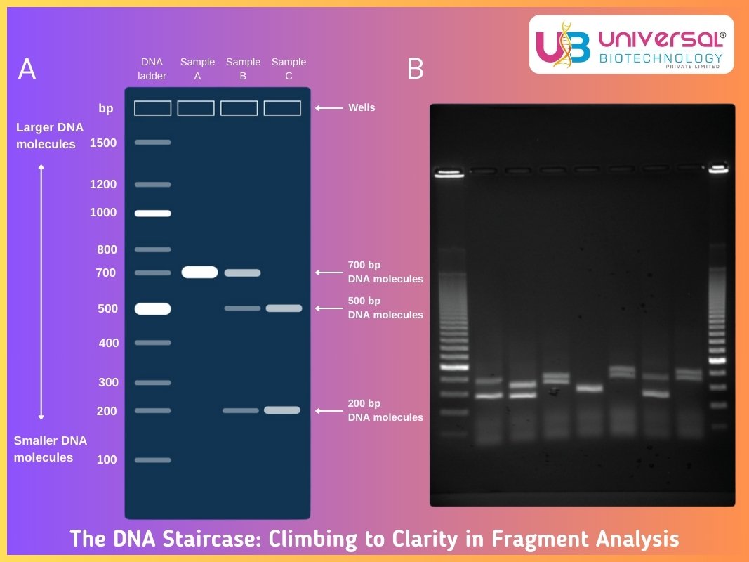 The DNA Staircase: Climbing to Clarity in Fragment Analysis