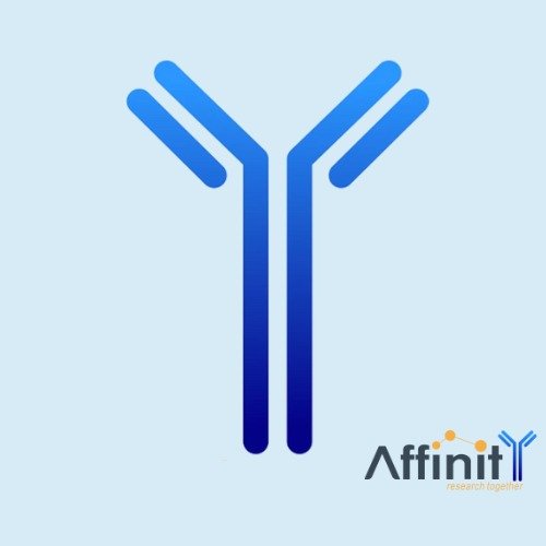 FGF2 Antibody