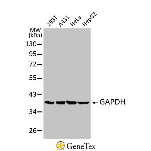 GAPDH Monoclonal Antibody