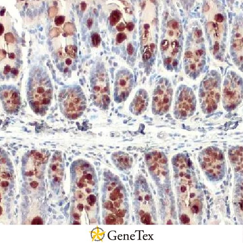 MUC2 Antibody [C3], C-term