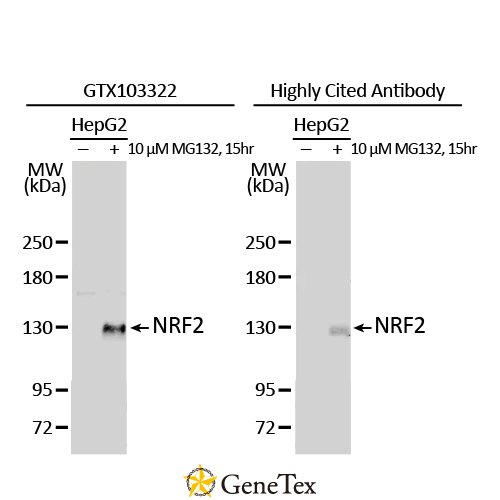 NRF2 Antibody [N2C2], Internal