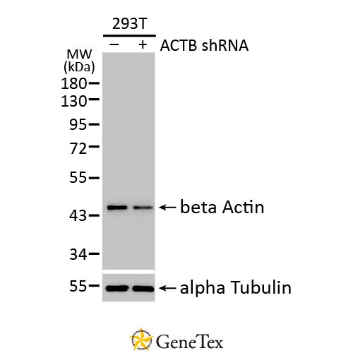 Beta Actin Antibody