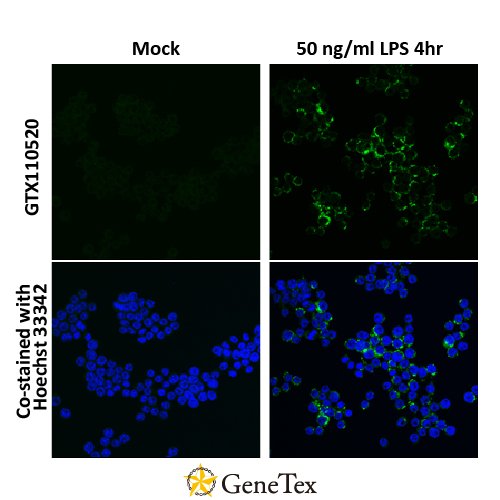 TNF Alpha Antibody