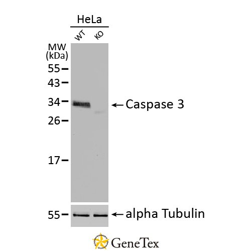 Caspase 3 Antibody