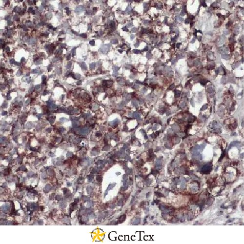 COX4 Antibody