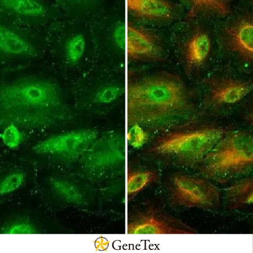 RBPMS Antibody