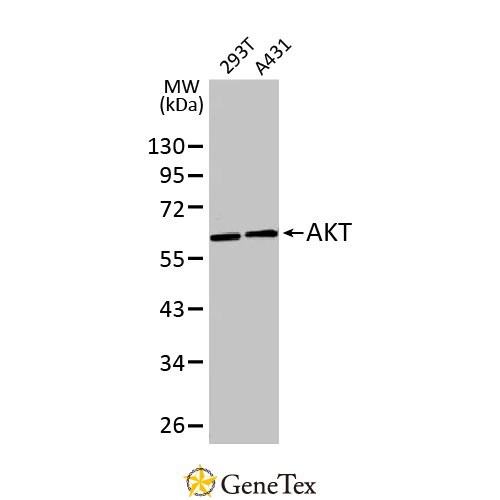 AKT Antibody [N3C2], Internal