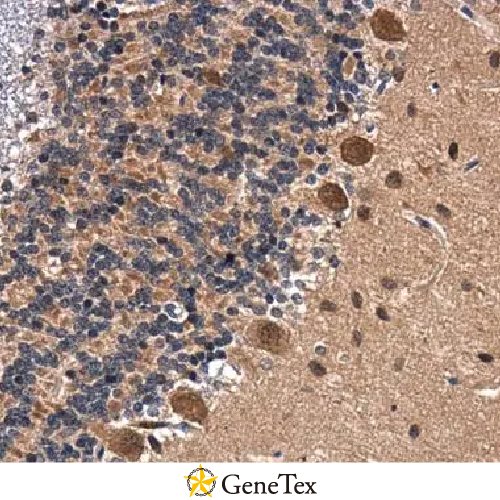 BDNF Monoclonal Antibody