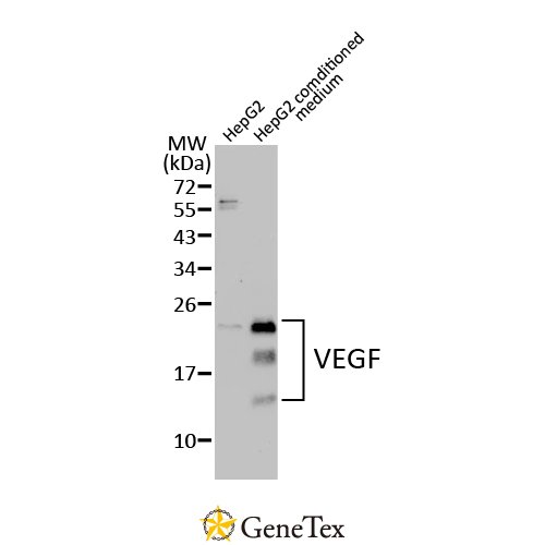 VEGF Antibody