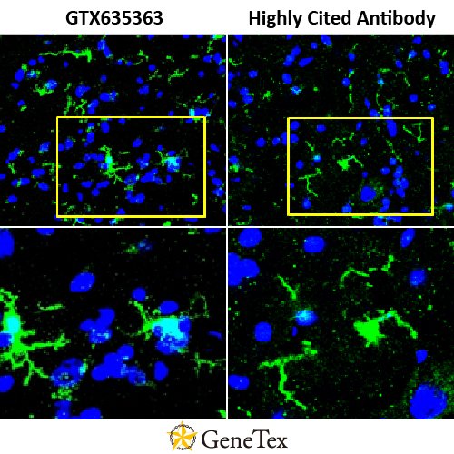 Iba1 Antibody [HL22]