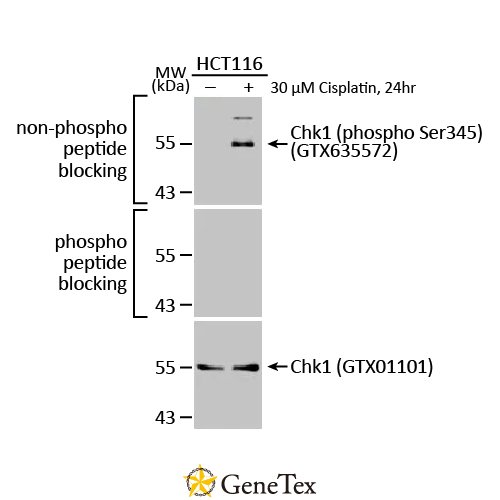 Chk1 (phospho Ser345) Antibody [HL122]