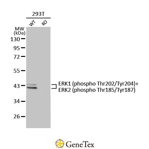 ERK1 (phospho Thr202/Tyr204) + ERK2 (phospho Thr185/Tyr187) Antibody [HL173]