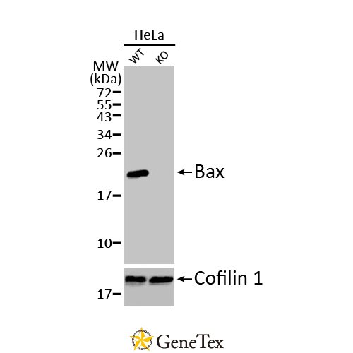 Bax Antibody [HL236]