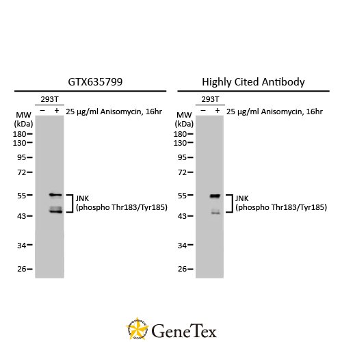 JNK (phospho Thr183/Tyr185) Antibody [HL1008]