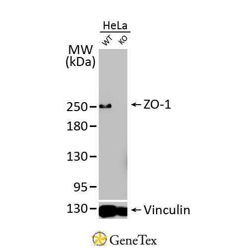 ZO-1 Antibody [HL1133]