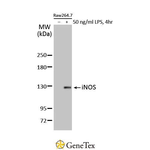 INOS Antibody [HL1213]