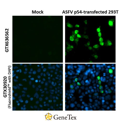 ASFV P54 Antibody [HL1218]