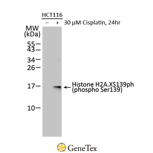 Histone H2A.XS139ph (phospho Ser139) Antibody [HL1299]