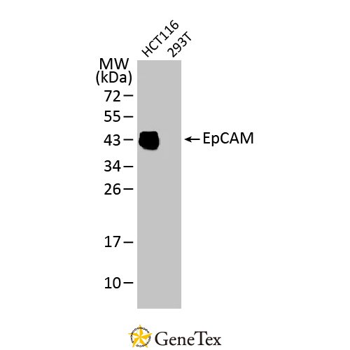 EpCAM Antibody [HL1339]