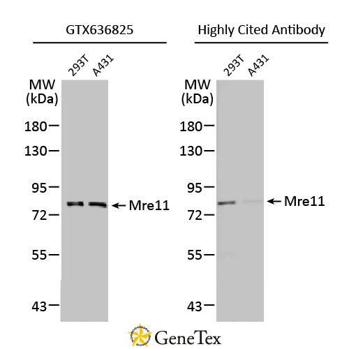 Mre11 Antibody [HL1385]