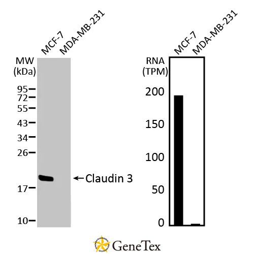 Claudin 3 Antibody [HL1527]