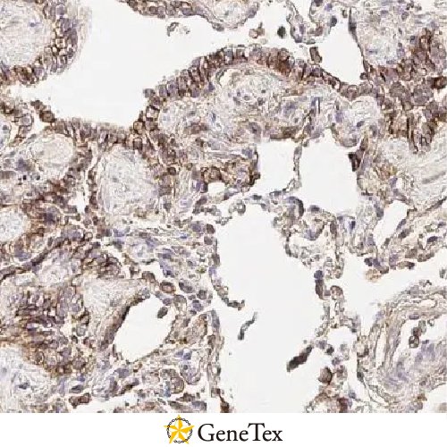 CD44 Antibody [HL1650]