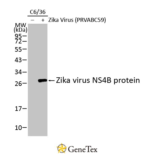 Zika Virus NS4B Protein Antibody [HL1663]