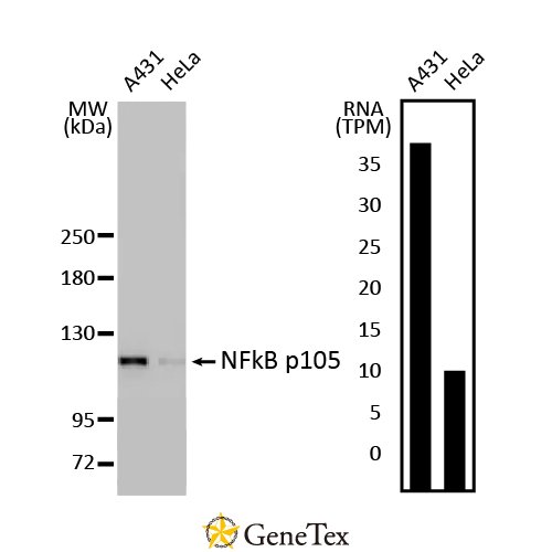 NFkB P105 Antibody [HL1784]