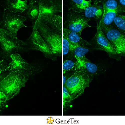 RAI3 Antibody [HL1864]