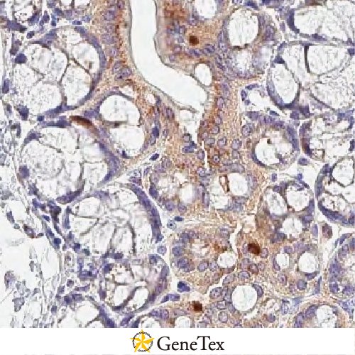 CD97 Antibody [HL1925]