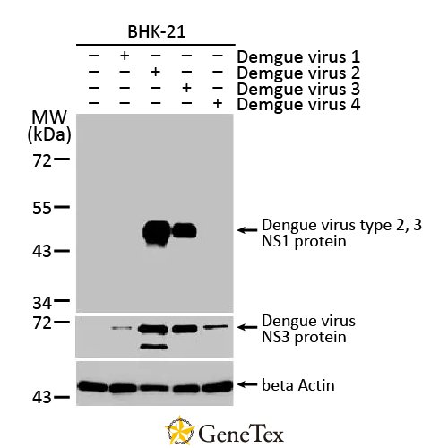 Dengue Virus NS1 Protein Antibody [HL1991]