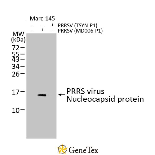 PRRS Virus Nucleocapsid Protein Antibody [HL2046]