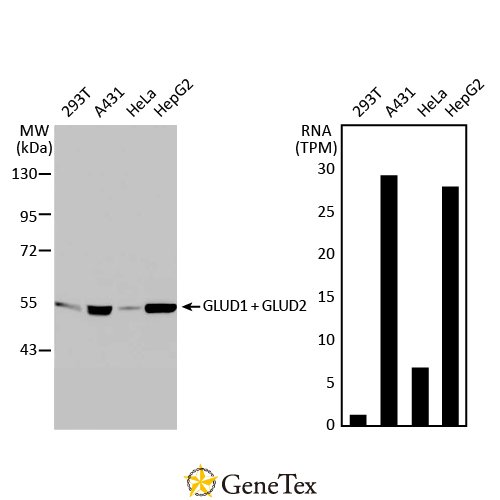 GLUD1+ GLUD2 Antibody [HL2124]