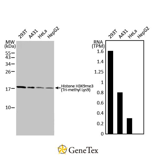 Histone H3K9me3 (Tri-methyl Lys9) Antibody [HL2149]