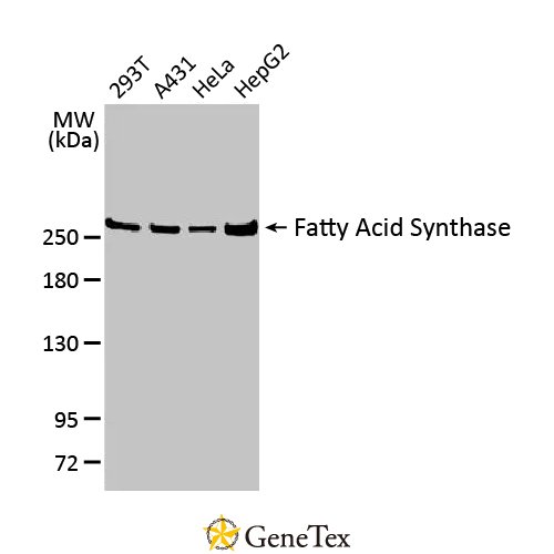 Fatty Acid Synthase Antibody [HL2160]