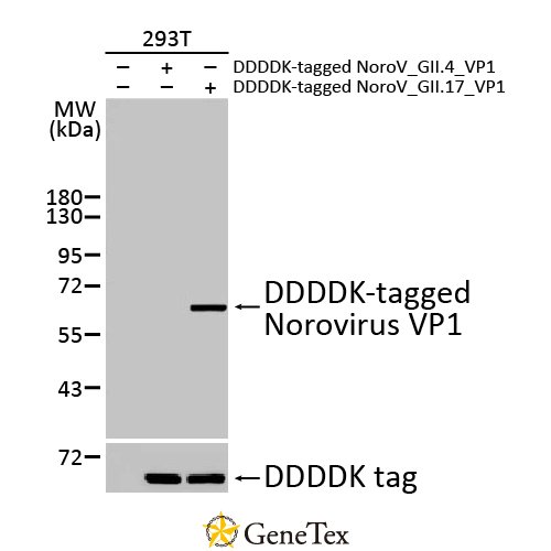 Norovirus VP1 Antibody [HL2177]