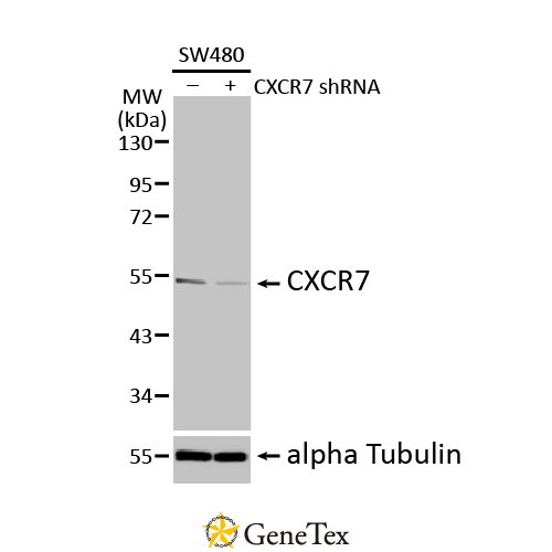 CXCR7 Antibody [HL2189]