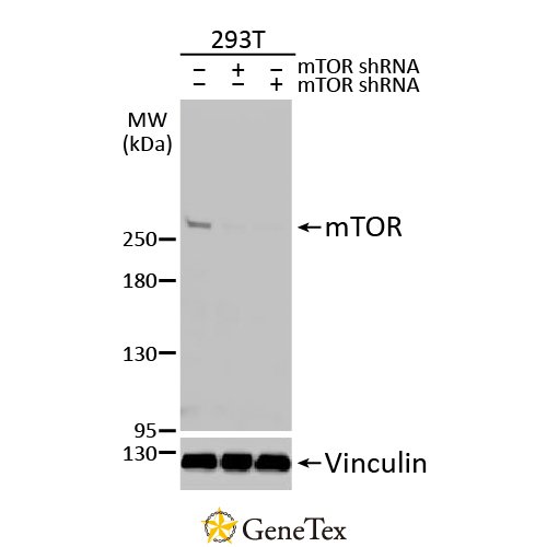 MTOR Antibody [HL2216]