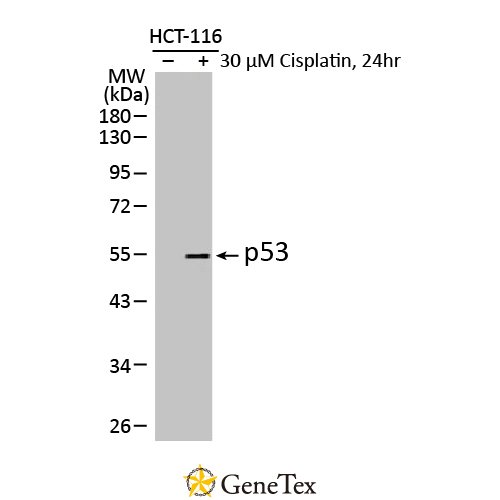 P53 Antibody [HL2242]