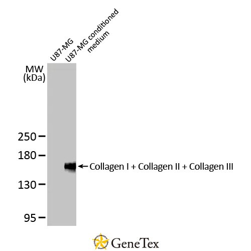 Collagen I + Collagen II + Collagen III Antibody [HL2048 + HL1907]