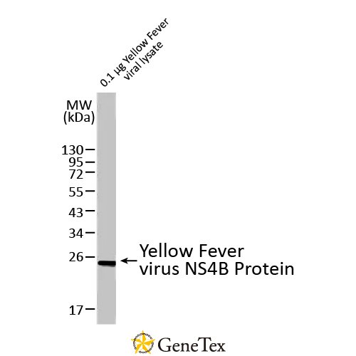 Yellow Fever Virus NS4B Protein Antibody [HL2449]