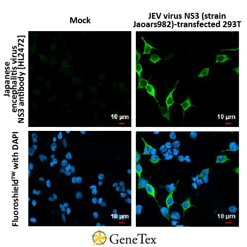 Japanese Encephalitis Virus NS3 Antibody [HL2472]