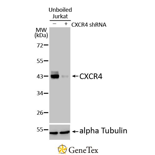 CXCR4 Antibody [HL2612]