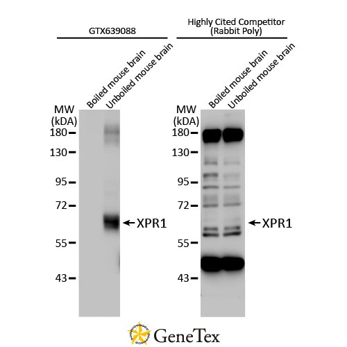 XPR1 Antibody [HL2632]