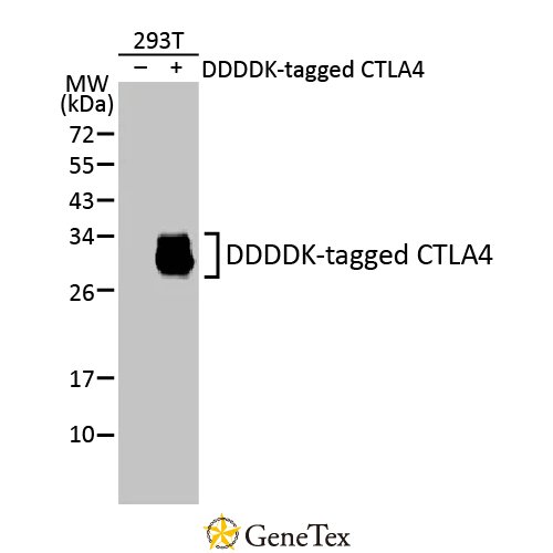 CTLA4 Antibody [HL2732]