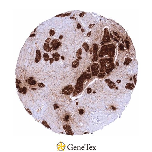 Somatostatin Antibody [HMV303] HistoMAX™