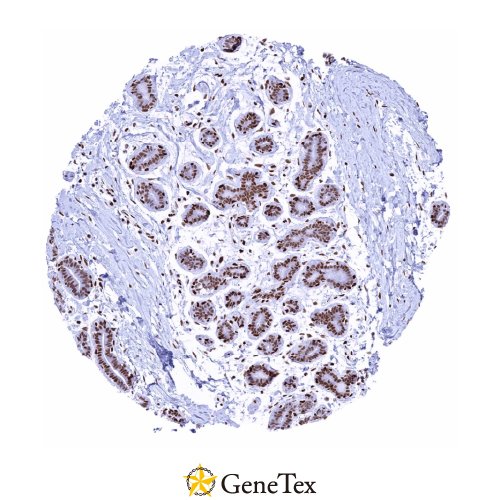 Glucocorticoid Receptor Antibody [HMV304] HistoMAX™